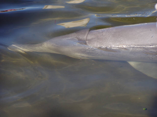 Delfine in Tin Can Bay