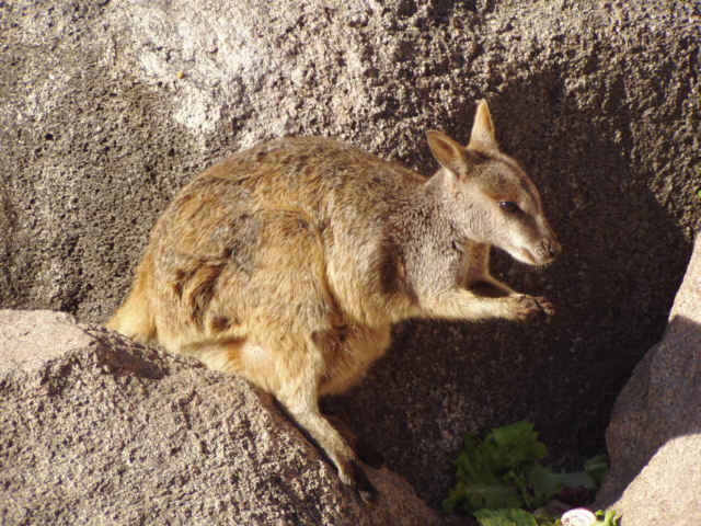Rock Wallaby