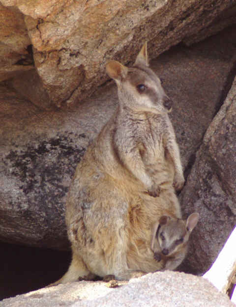 Rock Wallabies