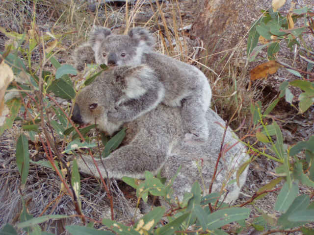 Koala