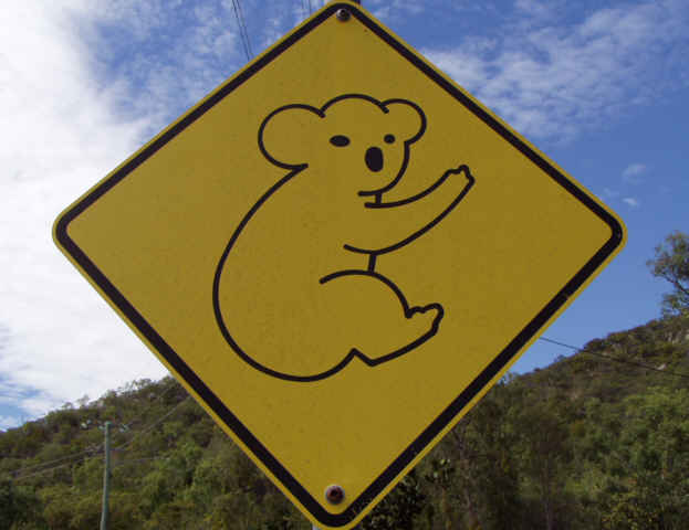 Achtung Koalas