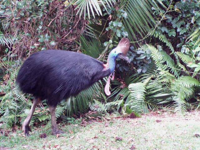 Cassowarie