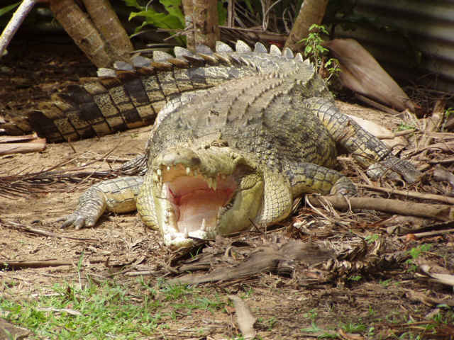 Schni Schna Schnappi