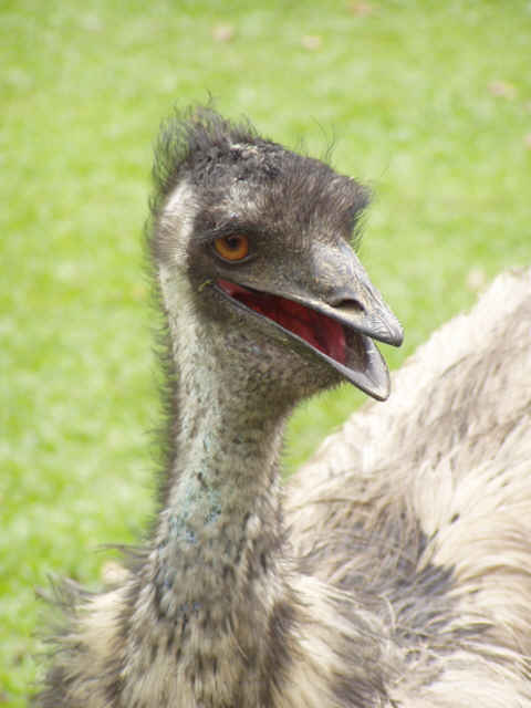 Emu