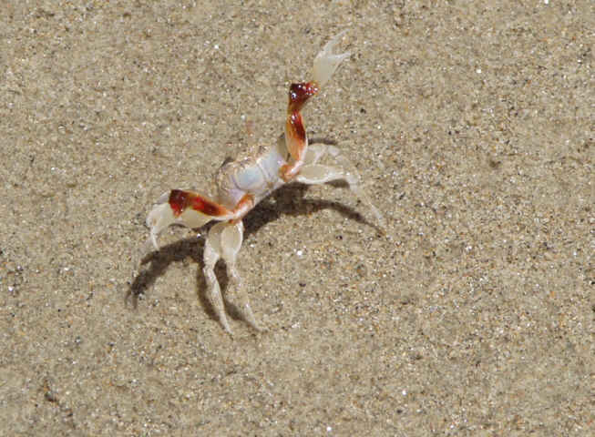 Sandkrabbe