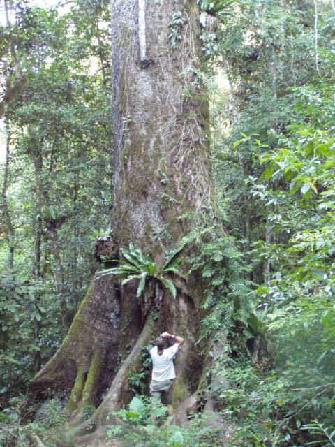 Mein Freund, der Baum