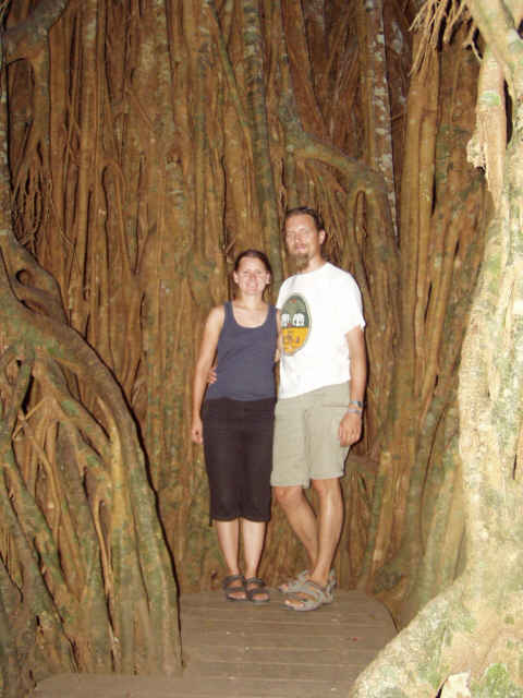 Cathedral Fig Tree