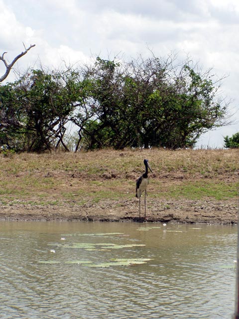 Jabiru