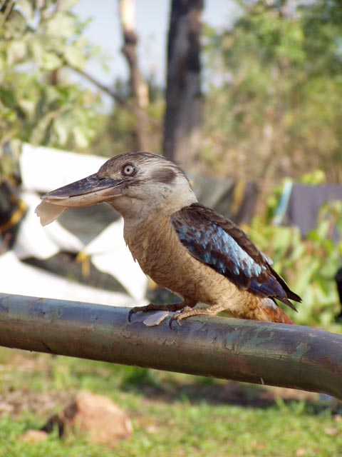 Blue Winged Kookaburra