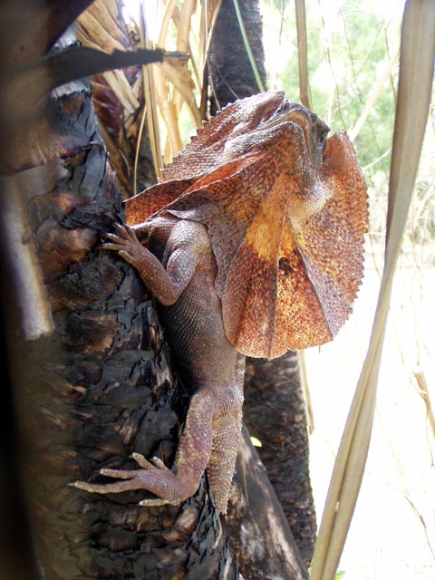 Frill-Necked Lizard