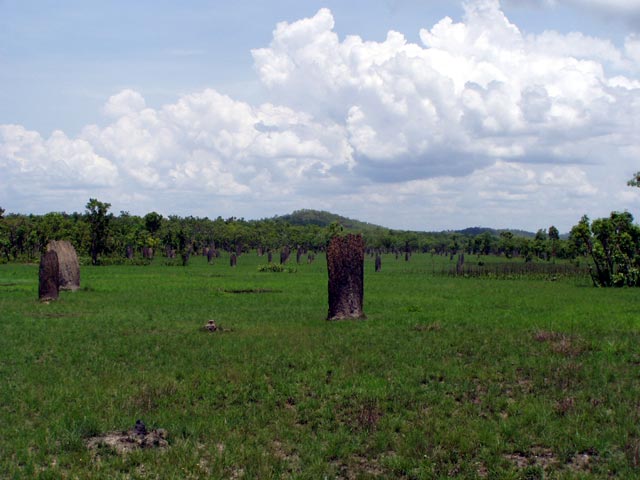 Magnetic Termite Mounds