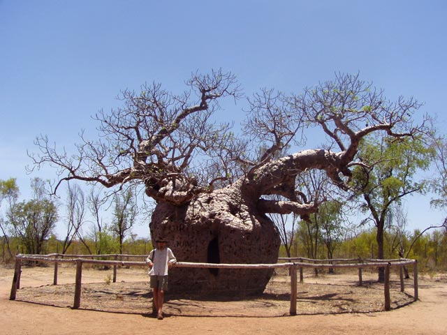 Boab Prison Tree