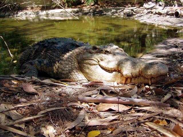 Broome Crocodile Park