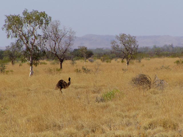 Emu