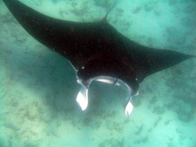 Manta