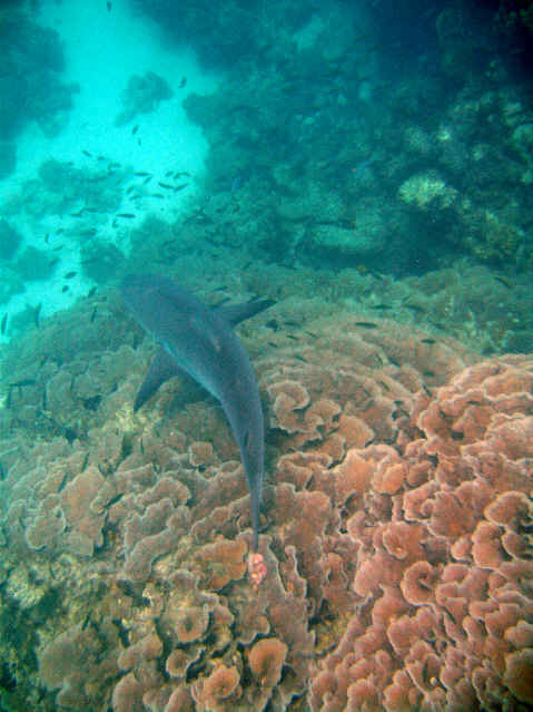 Grey Reef Shark
