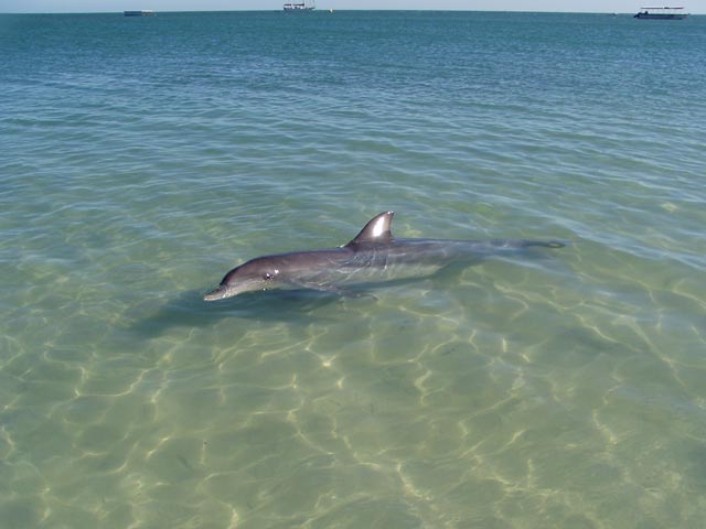 Delfin in Monkey Mia