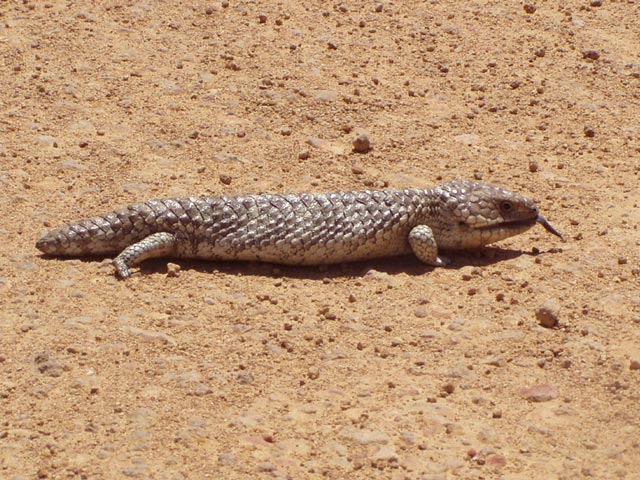Blue-tongued Lizard