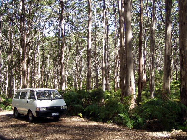 Karri-Eukalyptuswald