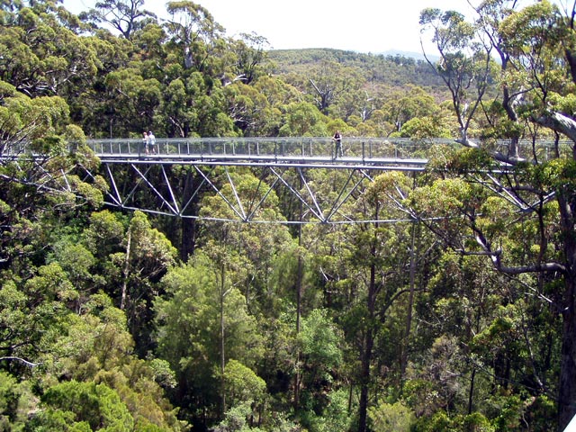 Tree Top Walk
