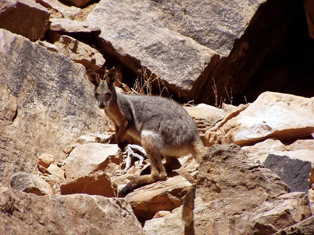 Yellow-footed Rock-wallaby