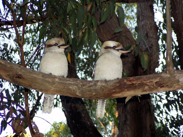 Kookaburras