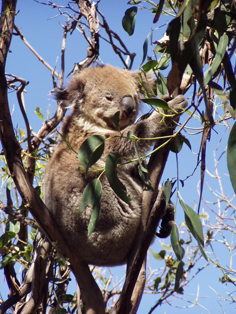Koala