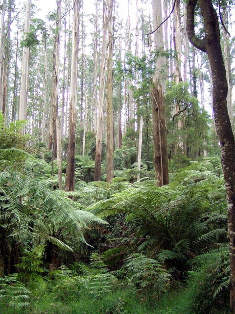 Dandenong Ranges N.P.