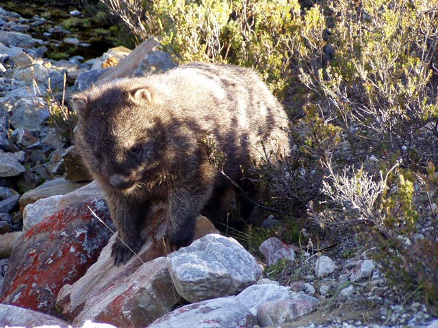 Wombat
