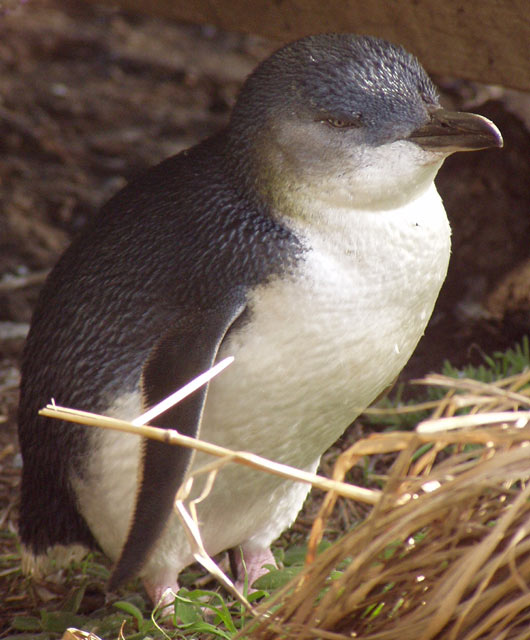 Fairy Penguin