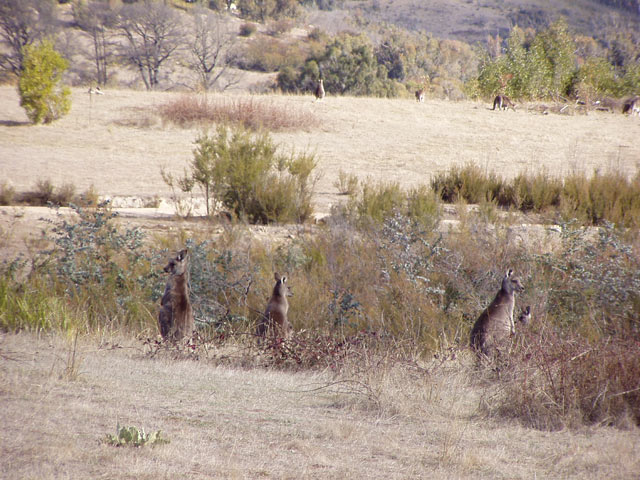 Tidbinbilla Reserve 