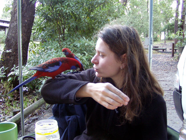 Crimson Rosellas