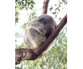 [Koala]