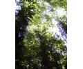[Regenwald im Dorrigo N.P.]