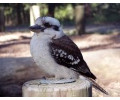 [Kookaburra]