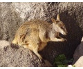 [Rock Wallaby]