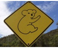 [Achtung Koalas]