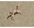 [Sandkrabbe]