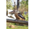 [Blue Winged Kookaburra]