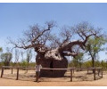 [Boab Prison Tree]
