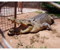 [Broome Crocodile Park]