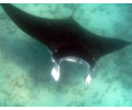 [Manta]