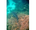 [Grey Reef Shark]
