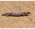 [Blue-tongued Lizard]