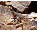 [Yellow-footed Rock-wallaby]