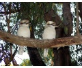 [Kookaburras]