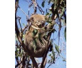[Koala]