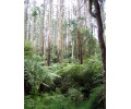 [Dandenong Ranges N.P.]