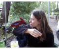 [Crimson Rosellas]