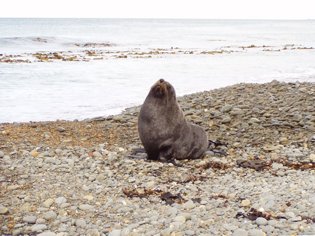 Seel&ouml;we in Oamaru